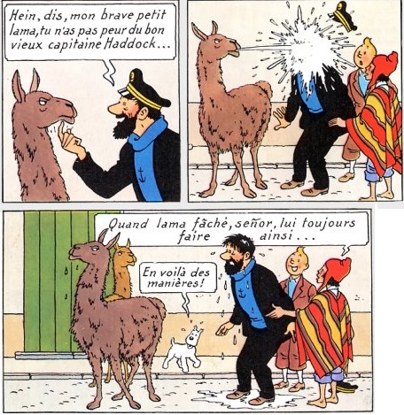 Challenge Consigne------> 15 novembre Tintin-soleil-lama-fc3a2chc3a9-capitaine-haddock